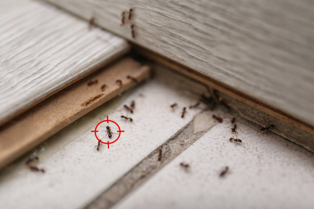 Best Insect Control  in Gramercy, LA